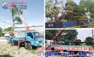 Vận chuyển cây cảnh liên tỉnh theo yêu cầu