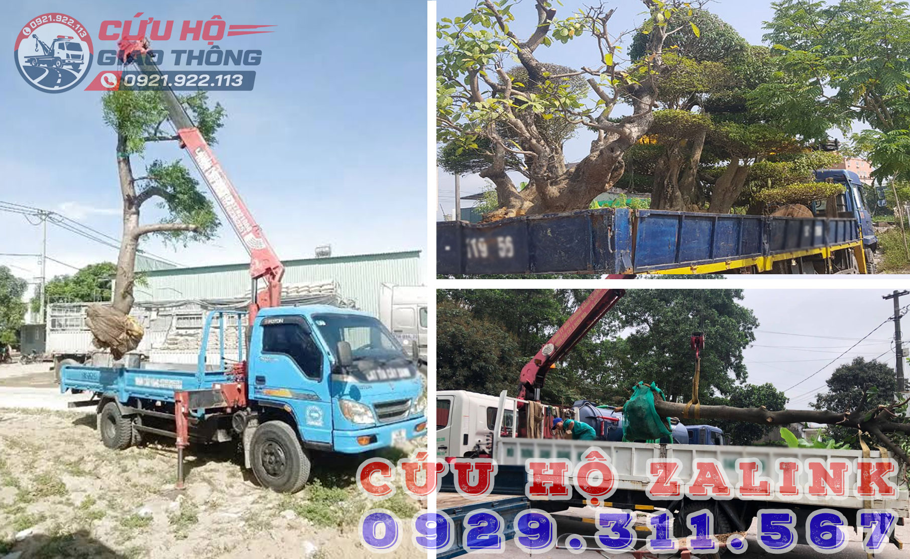 Vận chuyển cây cảnh liên tỉnh theo yêu cầu